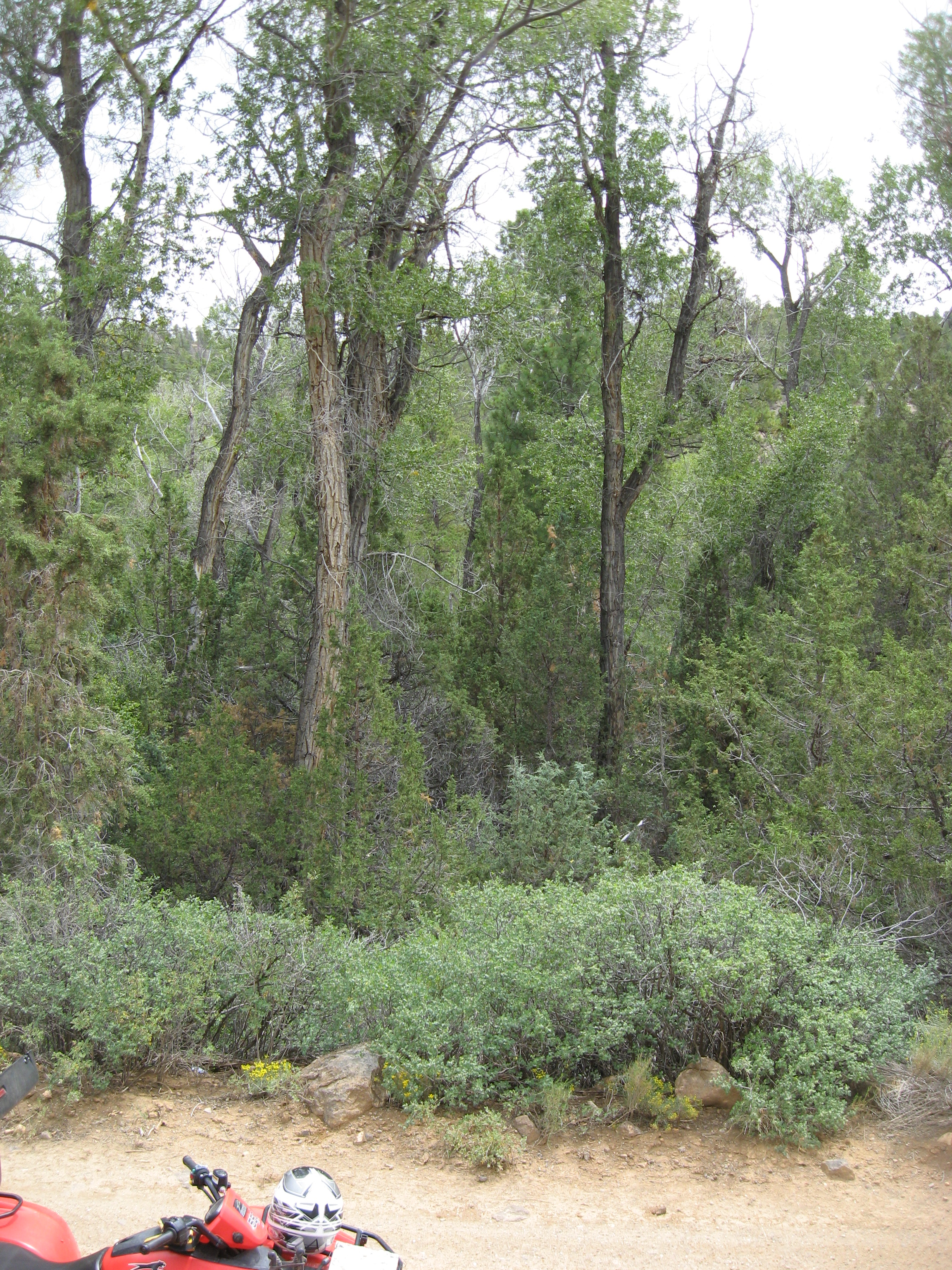 BIRCH_CREEK_CONIFER_ENCROACHMENT_RIPARIAN.jpg | 12/13/2016 Project Image: BIRCH_CREEK_CONIFER_ENCROACHMENT_RIPARIAN.jpg