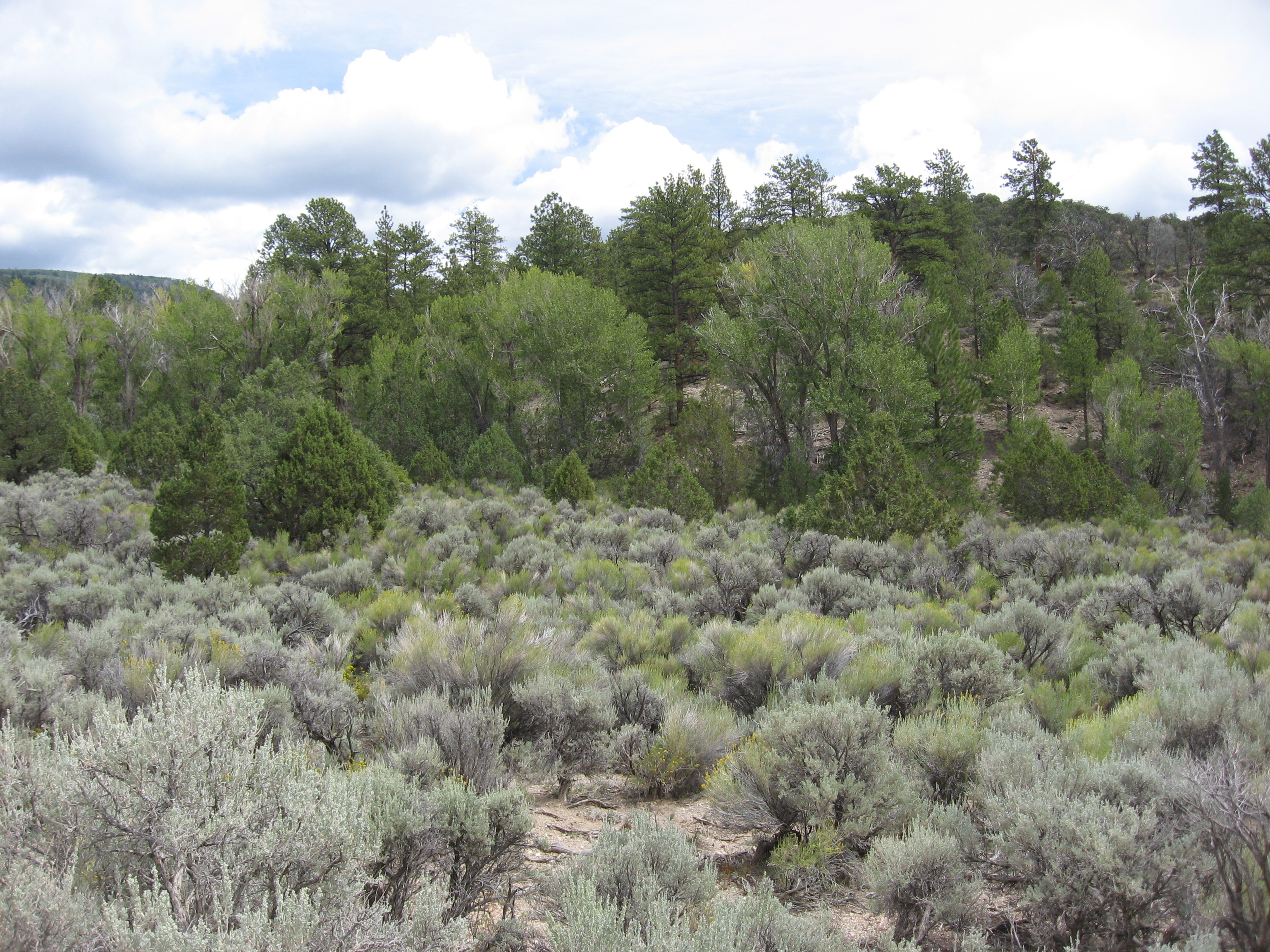 BIRCH_CREEK_CONIFER_ENCROACHMENT_RIPARIAN_2.jpg | 12/13/2016 Project Image: BIRCH_CREEK_CONIFER_ENCROACHMENT_RIPARIAN_2.jpg
