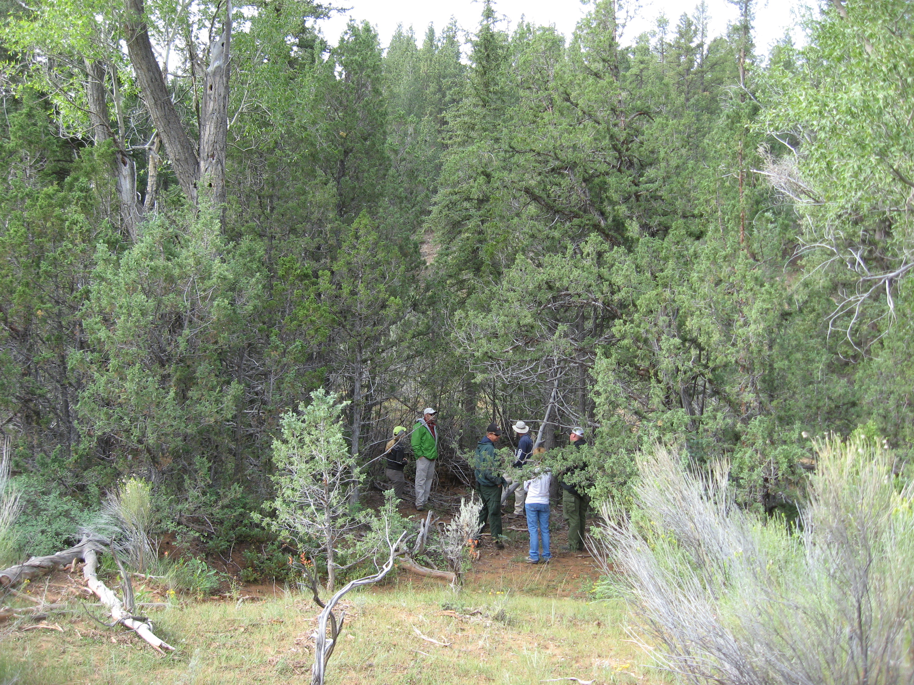HORSE_CREEK_CONIFER_ENCROACHMENT_RIPARIAN.jpg | 12/13/2016 Project Image: HORSE_CREEK_CONIFER_ENCROACHMENT_RIPARIAN.jpg