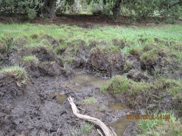 HORSE_CREEK_GDE_TRAMPLING.jpg | 12/13/2016 Project Image: HORSE_CREEK_GDE_TRAMPLING.jpg