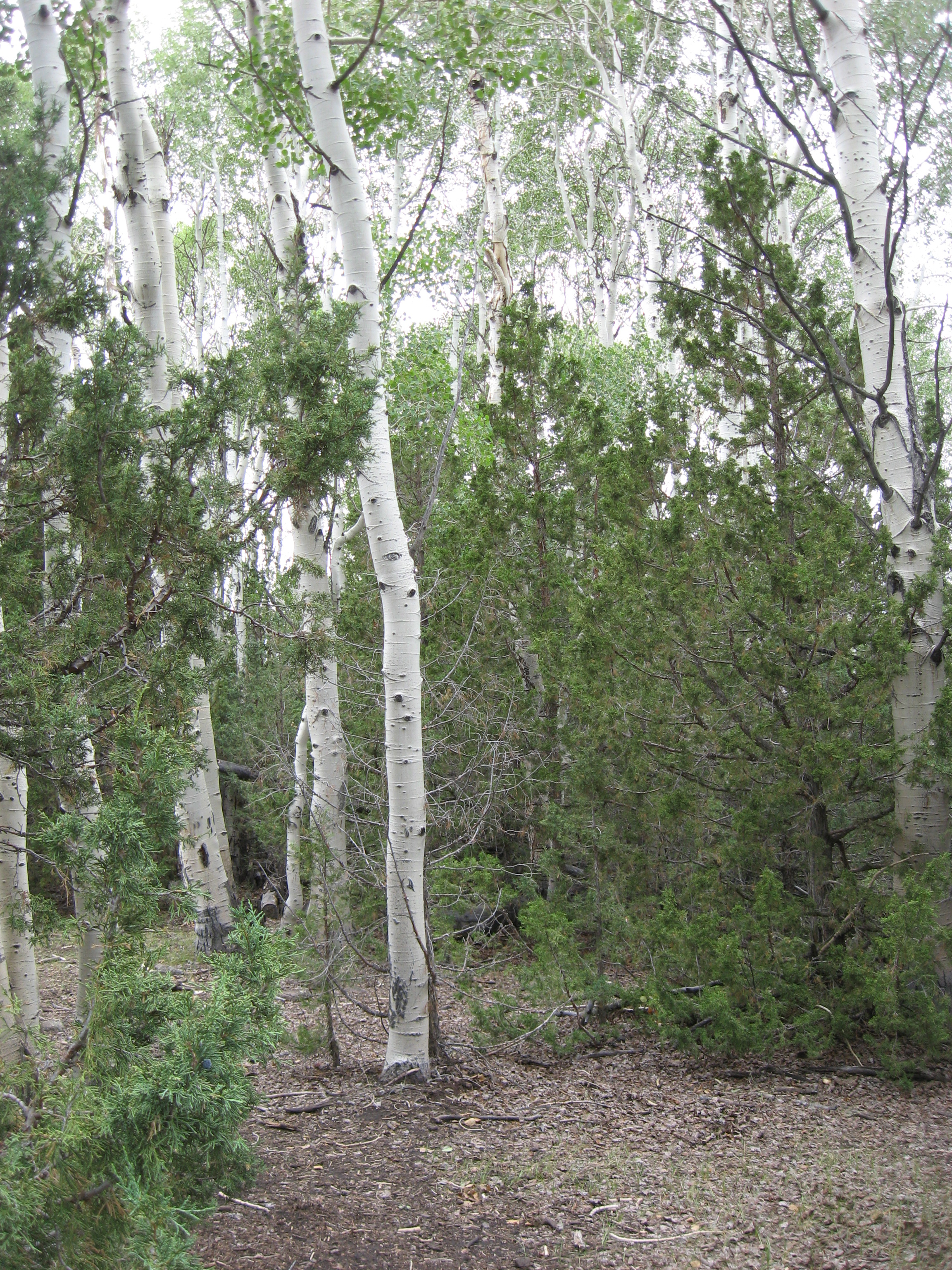 RANCH_CREEK_CONIFER_SUCCESSION_IN_ASPEN.jpg | 12/13/2016 Project Image: RANCH_CREEK_CONIFER_SUCCESSION_IN_ASPEN.jpg