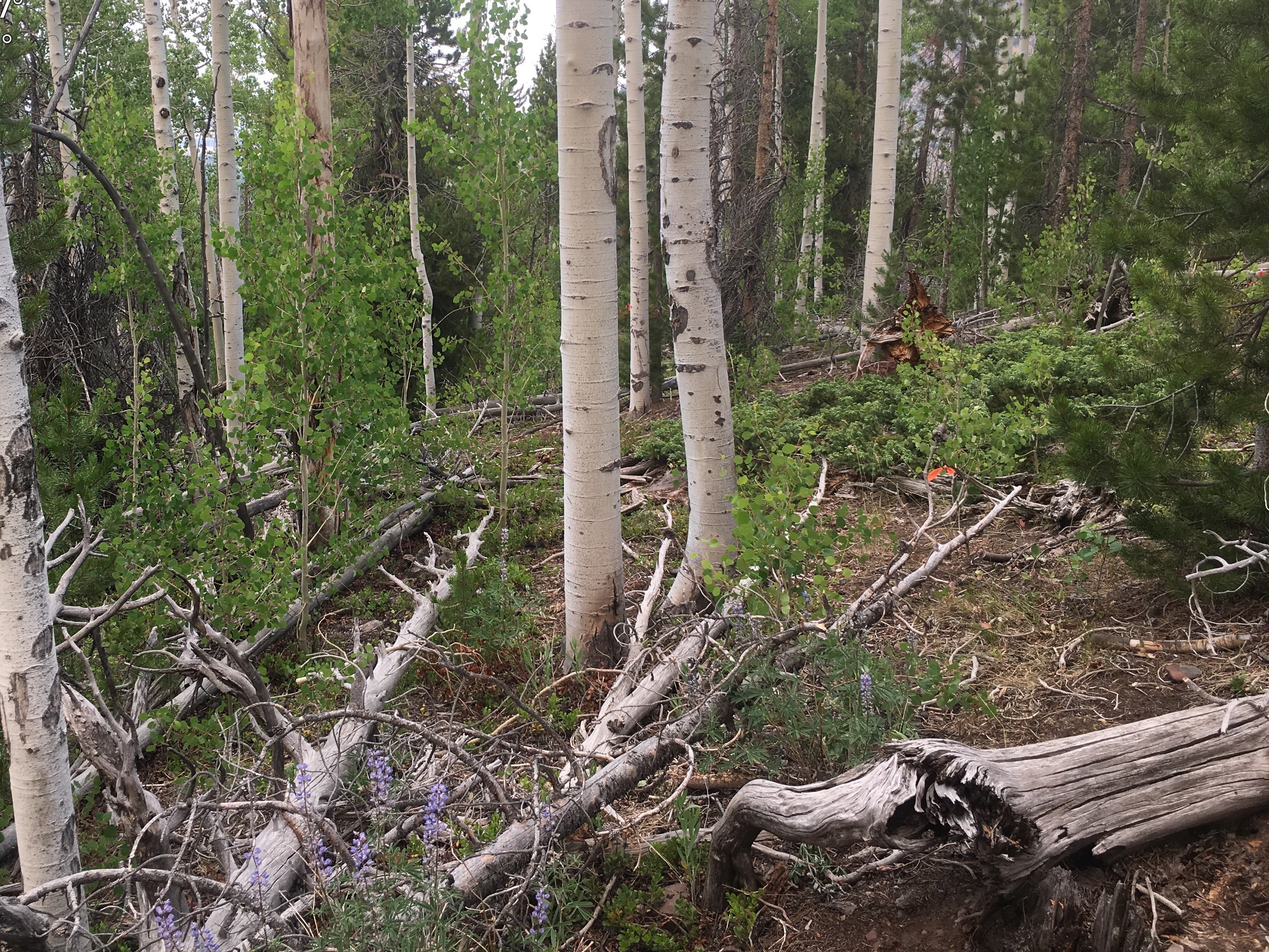 Down_dead_BB_aspen.jpg | 02/19/2019 Project Image: Down_dead_BB_aspen.jpg